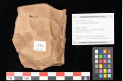 Foto (Objekt + Etikett) von Quercus palaeoilex Ettingshausen (NHMW-GEO-2024-0188-0919)
